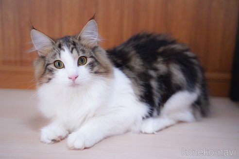 成約済の愛知県のノルウェージャンフォレストキャット-95371の7枚目